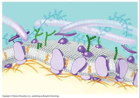 cell-membrane